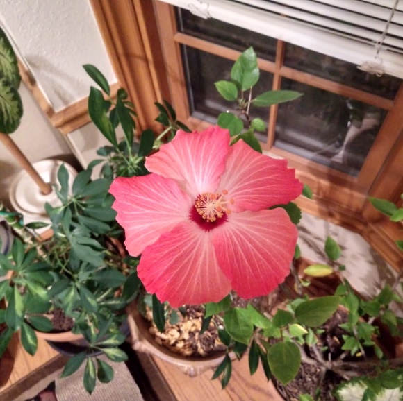 Meet your Posher, Kathy - Picture 2 of 2